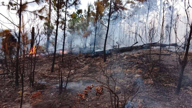 El nuevo Código Penal establece penas de hasta 40 años de prisión para incendios provocados intencionalmente en áreas protegidas cuando causan lesiones permanentes o la muerte de una persona.