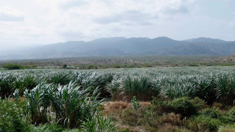 Inazucar sostiene que la producción azucarera dominicana tiene capacidad para atender el consumo nacional y cumplir con la nueva cuota de exportación hacia Estados Unidos, siempre que las condiciones climáticas no afecten significativamente la zafra.