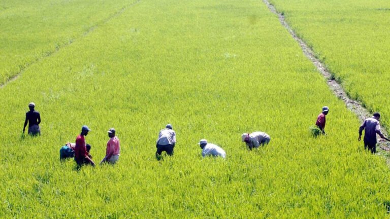 Productores dominicanos expresan preocupación por el aumento de las importaciones de arroz y por la solicitud de Estados Unidos de modificar el esquema arancelario vigente.